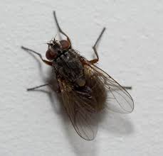 fly on wall