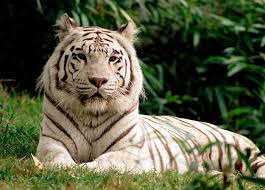 white bengal tiger pictures