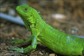 iguan