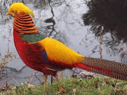 most colorful bird