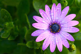 شـاركـ بـزرعـ وردهـ فـيـ بسـتـانـ منتدى عالم العقلاء - صفحة 8 Wet_Purple_Flower.sized