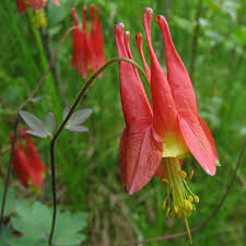 columbine plants
