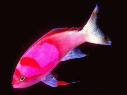 colorful fish