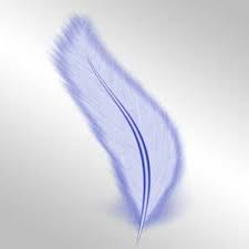 feather picture