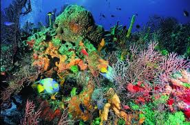 cozumel brothels