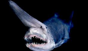 goblin-shark.jpg&t=1