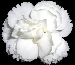 black background photography