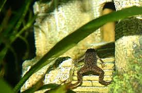 dwarf frogs