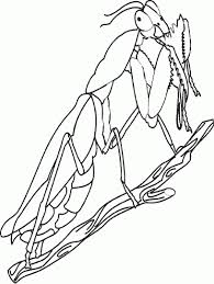 praying mantis clipart