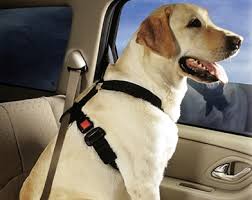 seat buckle belts