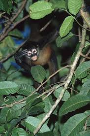 spider monkey