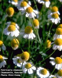 chamomile