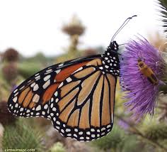 monarch butterfly photos