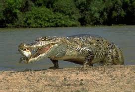 caiman croc