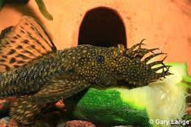 plecostomus types
