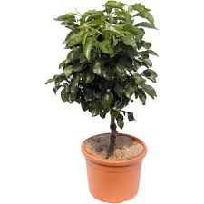 dwarf pear trees