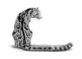clouded leopard pictures
