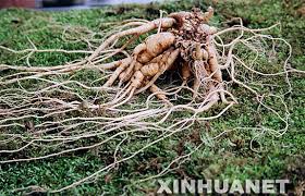 ginseng pictures
