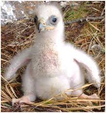 golden eagle pictures