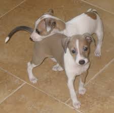 italian greyhound