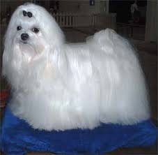 maltese pics