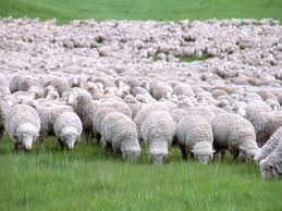 australian merino wool