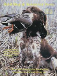 bird dog