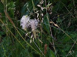 wind pollination