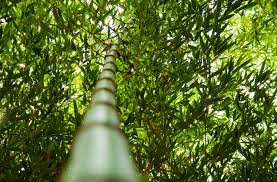 retting bamboo
