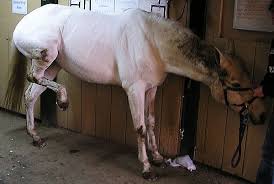 equine colic