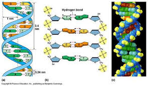 dna strands