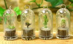 soda bottle terrariums