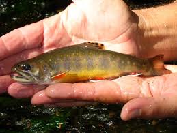 fly fishing trout