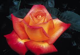 orange yellow rose