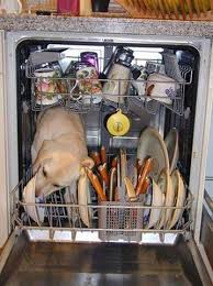 dog inside