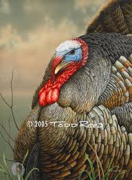 turkey birds