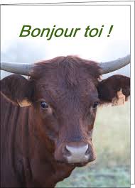 458-Bonjour%2520toi%2520la%2520vache_maxi.gif