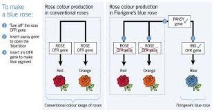 florigene blue rose
