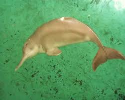 yangtze river wildlife