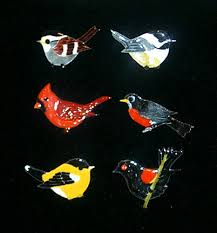 bird species pictures