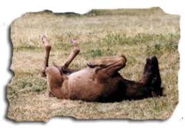 equine colic