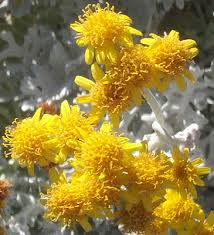 senecio cineraria