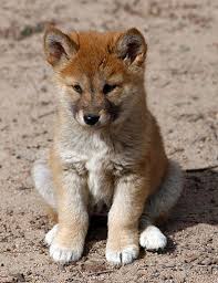 dingo dog