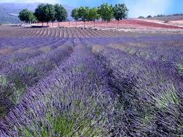 lavanda