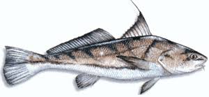 northern kingfish
