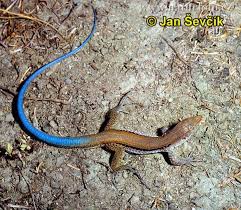 lizard pictures