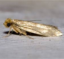 wool moths