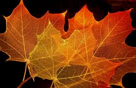 maple leaf
