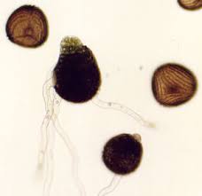 spore germination