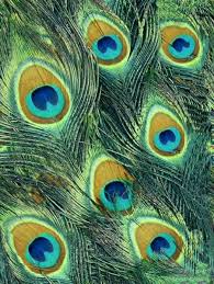 peacock backgrounds